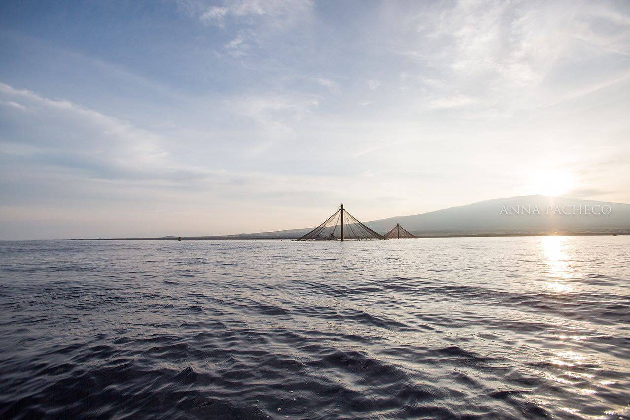Hawaiian Kanpachi Sashimi Cut 1 lb - Honolulu Fish