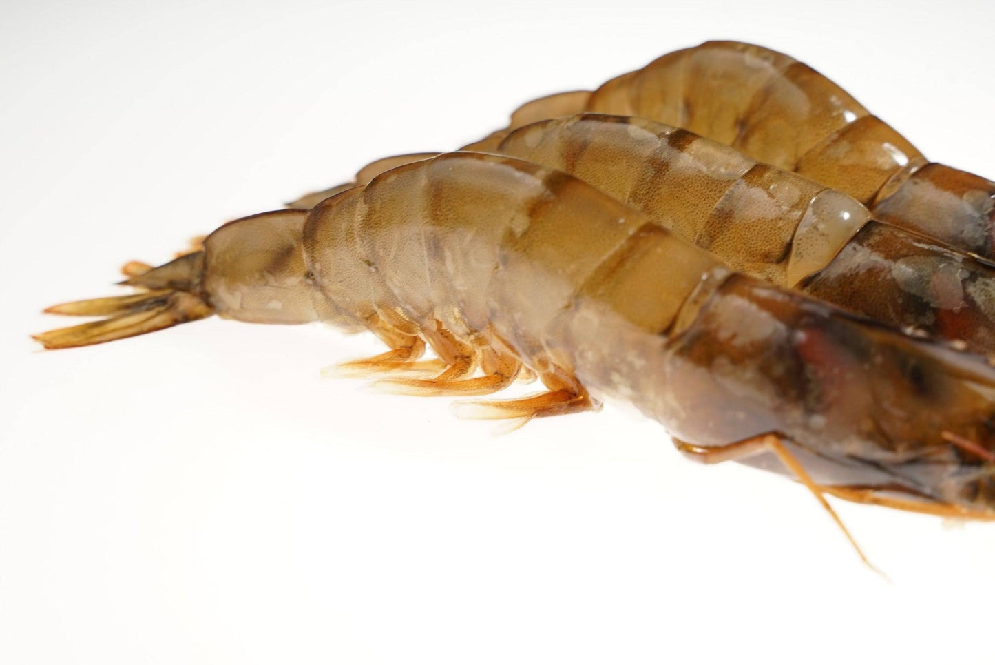 Kauai Sweet Prawns U8/U12 1 lb - Honolulu Fish