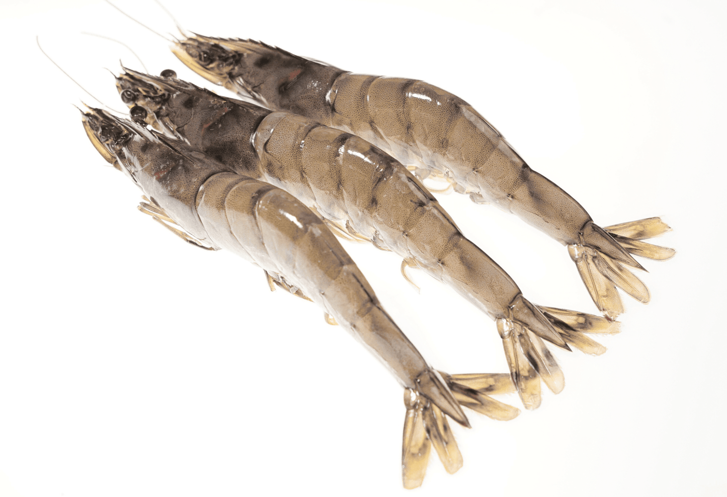 King Salmon And Kauai Sweet Prawns 3.5 lbs - Honolulu Fish