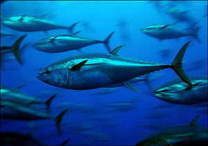 Sashimi Pacific Bluefin Ahi 2 lbs