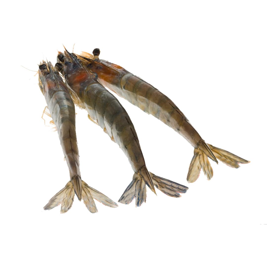 Kauai Sweet Prawns U8/U12 - 1 lb - Honolulu Fish