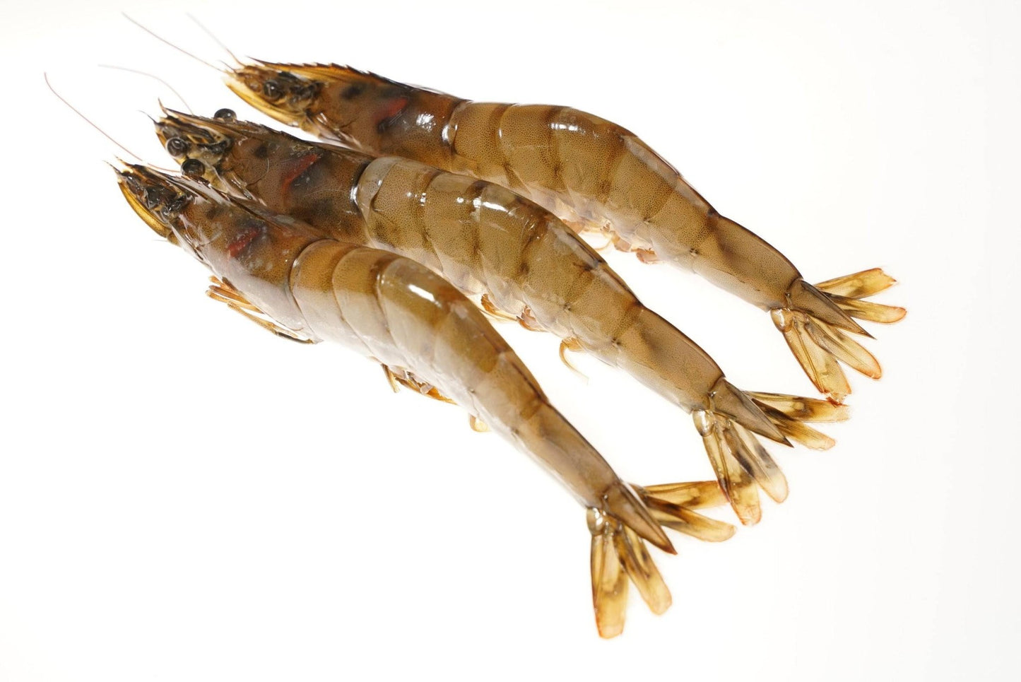 Kauai Sweet Prawns U8/U12 - 1 lb - Honolulu Fish