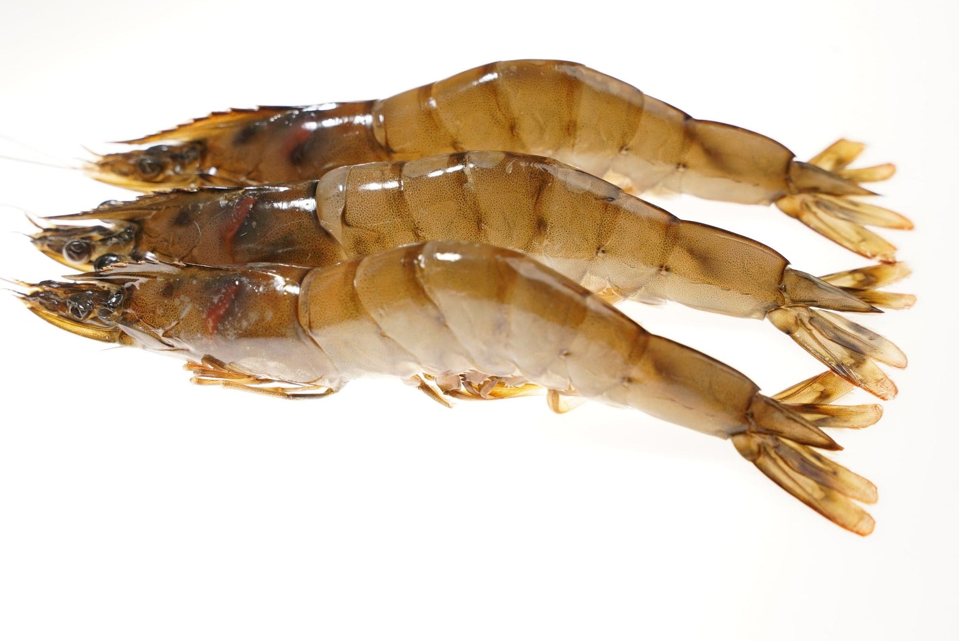 Kauai Sweet Prawns U8/U12 - 2.5 lbs - Honolulu Fish